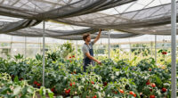 10 Best Shade Structures for Tomatoes in Summer Heat in 2026