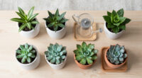 12 Best Indoor Plants in 2026
