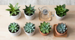 12 Best Indoor Plants in 2026
