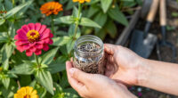14 Best Zinnia Seeds in 2026