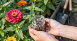 14 Best Zinnia Seeds in 2026