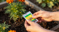 15 Best Marigold Seeds in 2026