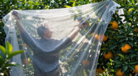 3 Best Frost Cloth for Citrus Trees in 2026
