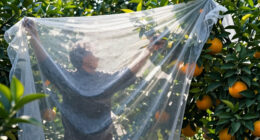 3 Best Frost Cloth for Citrus Trees in 2026