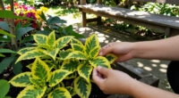 3 Best Two-Color Garden Plants in 2026
