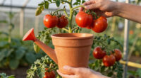 6 Best Self Watering Containers for Tomatoes in Hot Climates in 2026