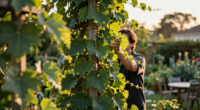 7 Beautiful Vines That Cool Down Your Home On Hot Days – All Hail Nature’s Living Awnings!
