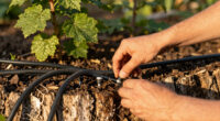 7 Best Drip Irrigation Kits for Hedges and Foundation Shrubs in 2026