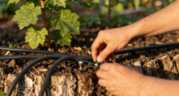 7 Best Drip Irrigation Kits for Hedges and Foundation Shrubs in 2026