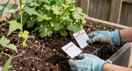 7 Best Seeds to Plant in July in 2026