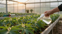 7 Best Stevia Growing Kits in 2026
