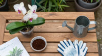 Do Orchids Like Coffee Grounds? The Answer Depends On One Key Detail