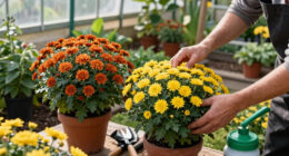 Don’t Ignore Mums In July, It's When Fall Flowers Form – Do These 5 Easy Tasks Now To Ensure Huge Autumn Blooms