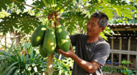 Farmer In São Paulo Harvests Nearly 8 Kg Papaya