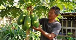 Farmer In São Paulo Harvests Nearly 8 Kg Papaya