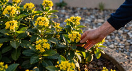 Flowering Shrubs That Shrug Off Reflected Heat From Walls and Gravel