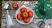 How to Protect Tomatoes When Phoenix Tops 100 Degrees