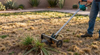 How to Remove a Lawn in Arizona and What to Plant Instead