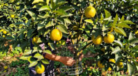 Keeping Roof Rats Out of Citrus Trees