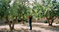 Native Shade Trees for Low-Desert Yards: Palo Verde, Mesquite, and Ironwood