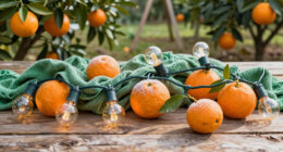 Old-School Christmas Lights vs Frost Cloth on Citrus Freeze Nights