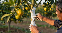 Protecting Young Citrus Trunks: Paint, Wraps and Shade Compared