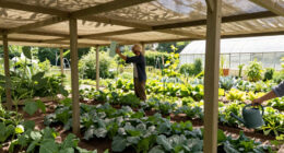 Shade Structure or Tree Canopy: Planning Permanent Relief for a Vegetable Plot