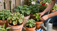 These 6 Classic Plants Aren't Standing Up To Modern Heat Waves – Here's What To Plant Instead
