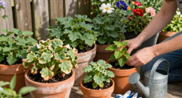 These 6 Classic Plants Aren't Standing Up To Modern Heat Waves – Here's What To Plant Instead
