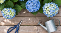 What Hydrangeas Need In July – 6 Vital Tasks For Vibrant, Fade-Free Blooms