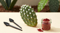 White Fuzz on Prickly Pear: Cochineal Scale Explained
