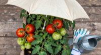 Why Tomatoes Stop Setting Fruit in Extreme Heat and What Shade Fixes