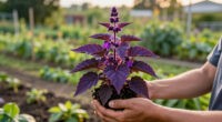 Why You Shouldn’t Plant Purple In The Shade – And Why You Need To Grow These 5 High Impact Plants Instead
