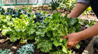 Winter Lettuce and Greens: The Low Desert's Easiest Season