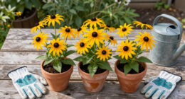 10 Best Black-Eyed Susan Plants in 2026