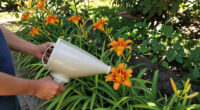 11 Best Daylily Garden Fertilizers in 2026