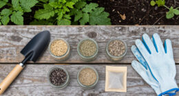13 Best Prairie Native Plant Seeds in 2026