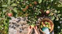 5 Self-Pollinating Fruit Trees To Plant This Fall – You Only Need One Tree To Grow A Huge Crop Of Delicious Fruit