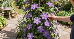 8 Best Fall-Flowering Clematis in 2026