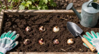 8 Best Fall Planted Flower Bulbs for Low Desert Winters in 2026