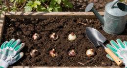 8 Best Fall Planted Flower Bulbs for Low Desert Winters in 2026