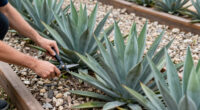 8 Best Live Agave Plants for Landscaping Beds in 2026