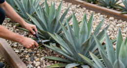 8 Best Live Agave Plants for Landscaping Beds in 2026