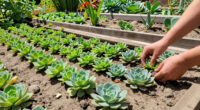 8 Best Live Succulent Ground Covers for Full Sun in 2026