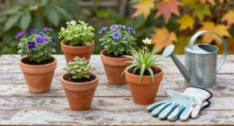 9 Best Fall-Blooming Perennial Plants in 2026