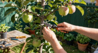 9 Best Fruit Trees for Small Yards in 2026