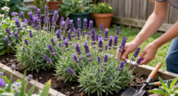 9 Best Purple Perennial Plants in 2026