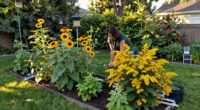 Birds Need These 7 Plants In Your Yard Before Fall Starts – For Vital Food And Shelter Through To Winter
