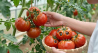 Can You Save Tomatoes With Blossom End Rot? What To Pick, Toss, And Leave On The Vine
