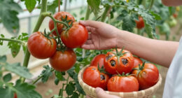 Can You Save Tomatoes With Blossom End Rot? What To Pick, Toss, And Leave On The Vine